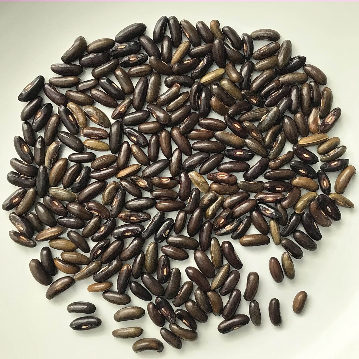 Bean - Kundapura Alsande