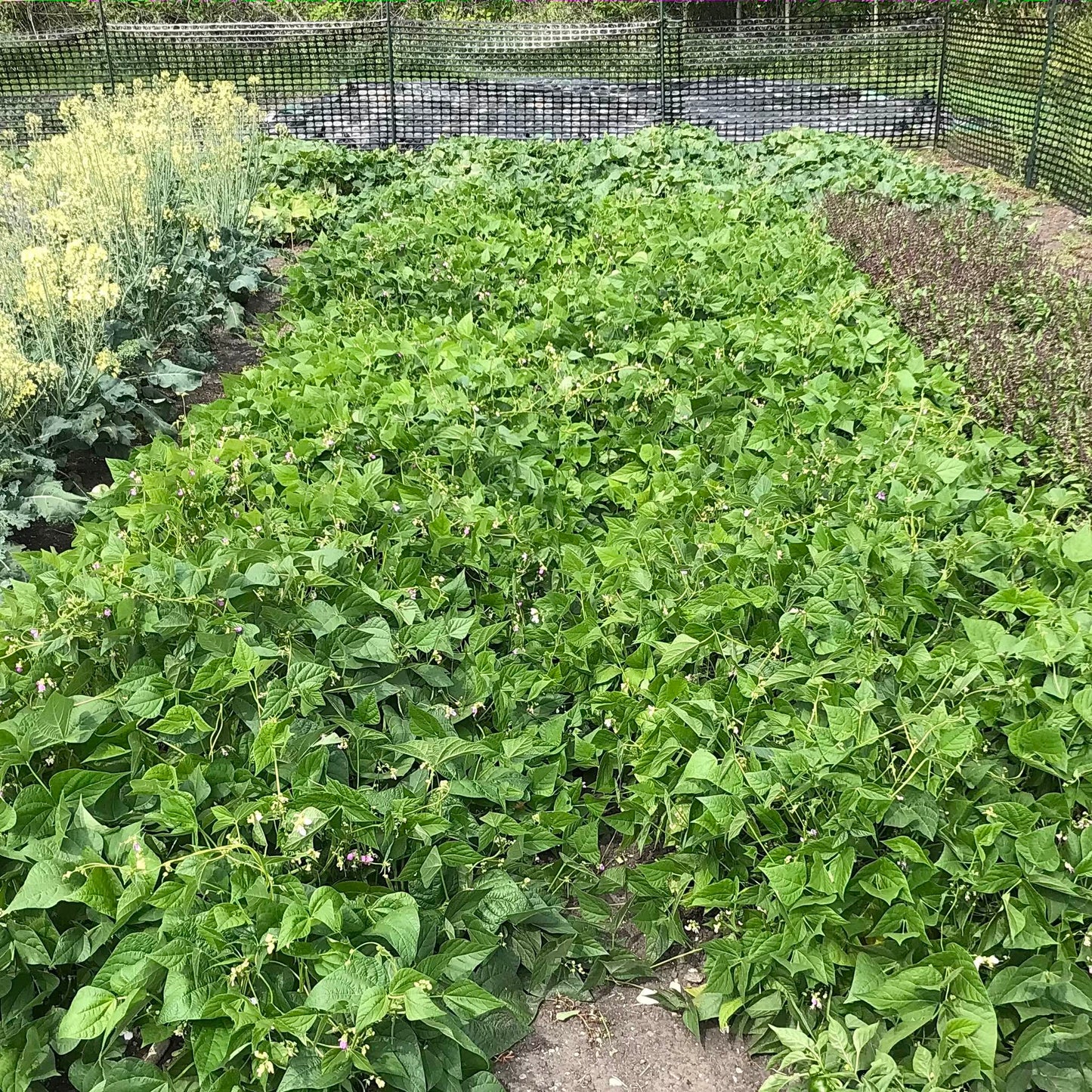 mature and slightly unruly stand of beefy resilient grex plants