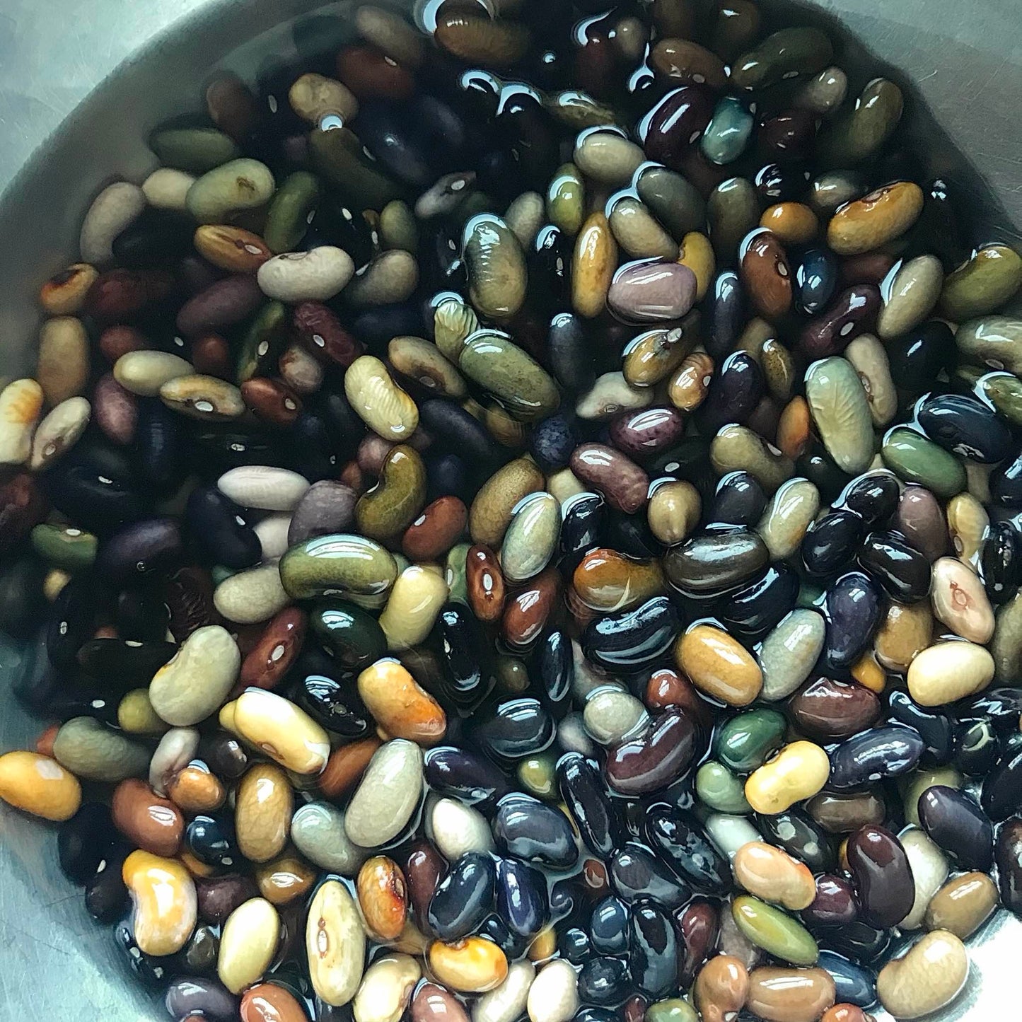 beefy resilient grex dry beans after soaking