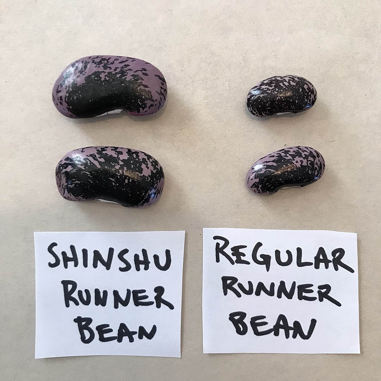 Bean - Shinshu Runner
