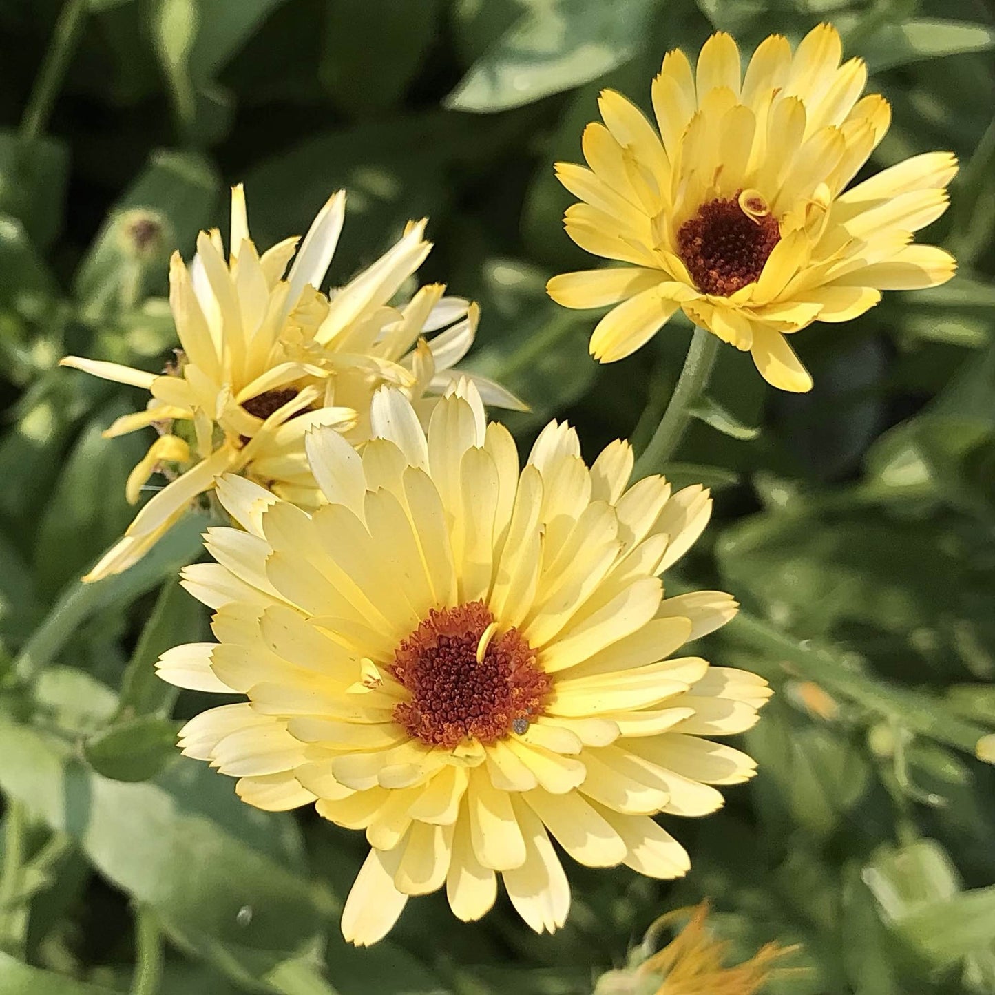 Calendula - Moonbeam Princess