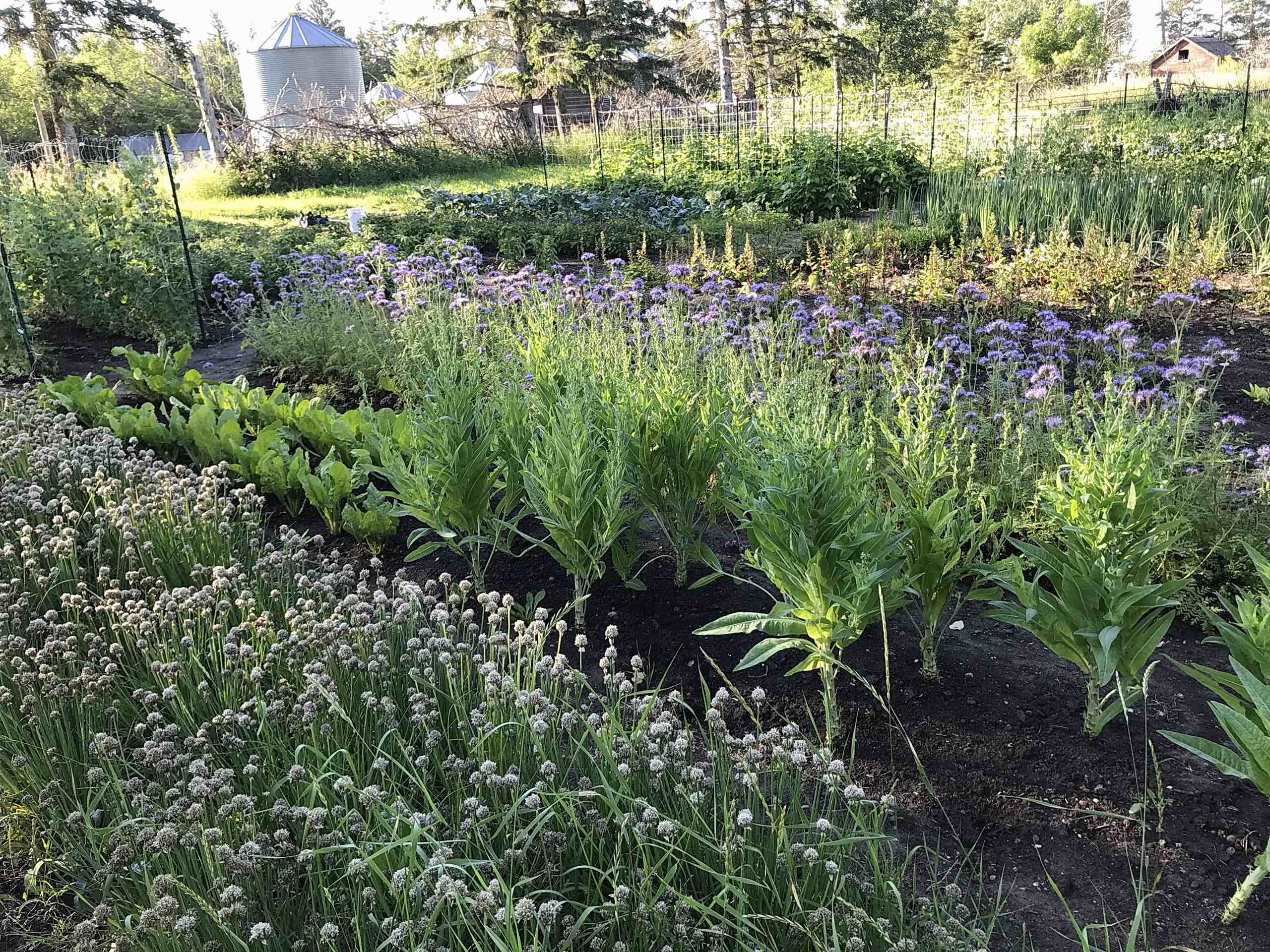 vegetable seed crops