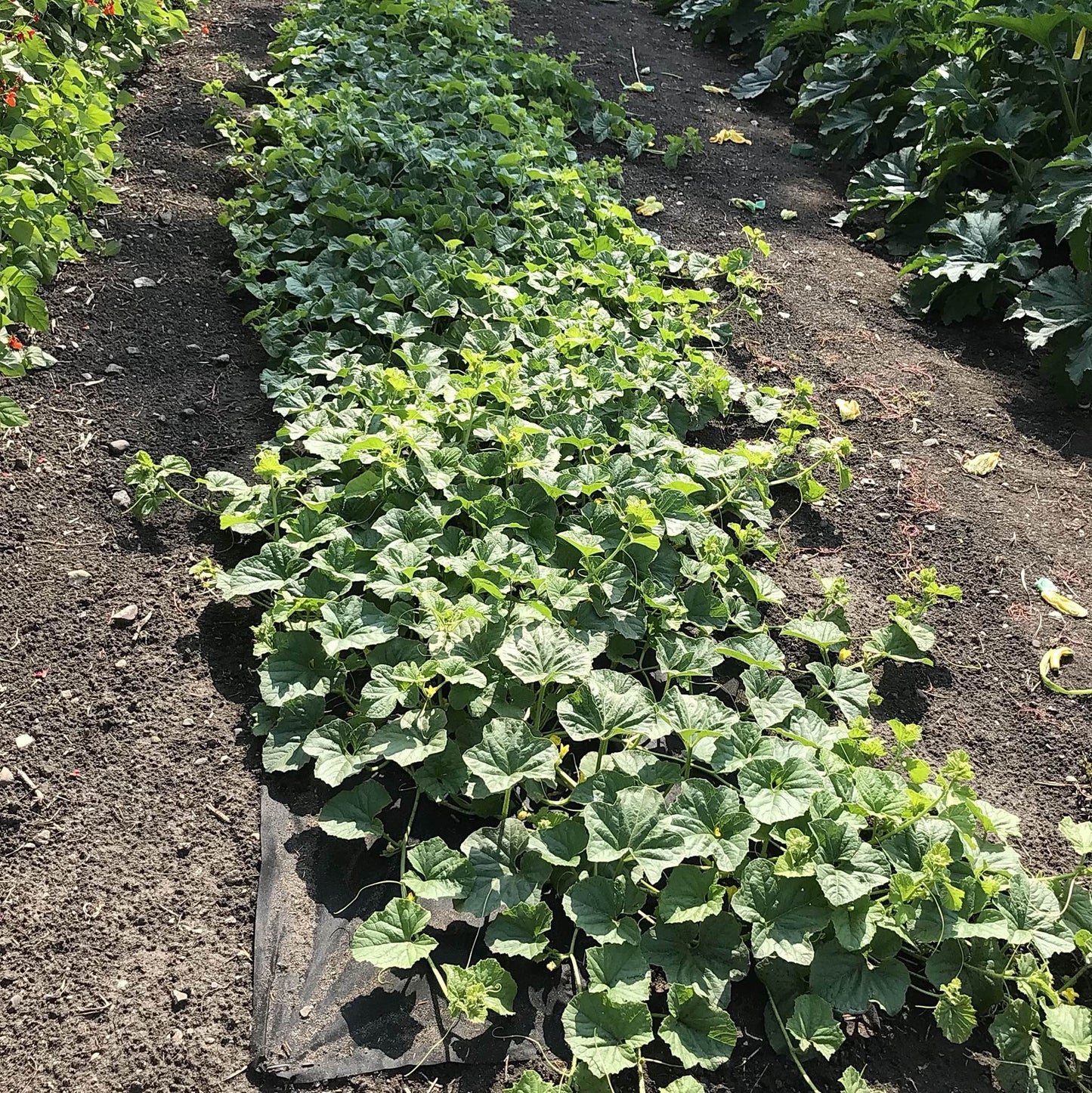 bed of kherson market melon plants