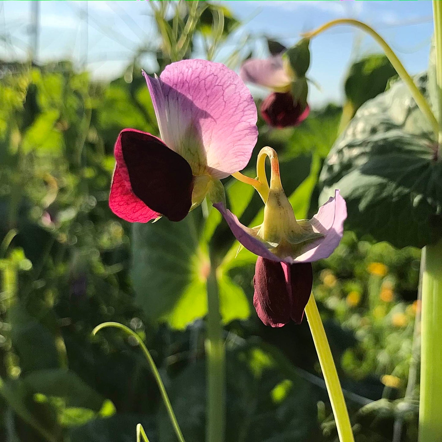 pink and purple snow pea flowers at sunset