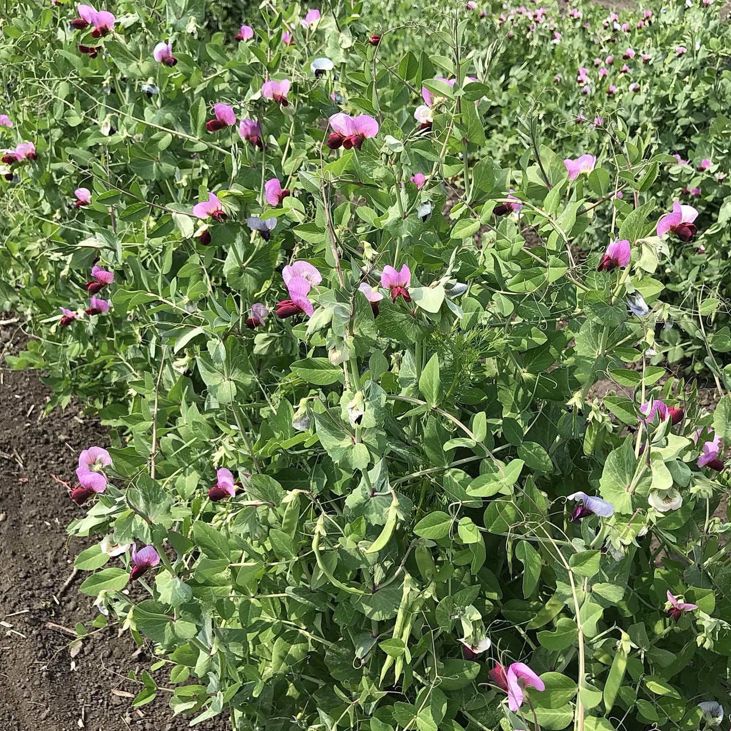 snow pea plants in the sunshine