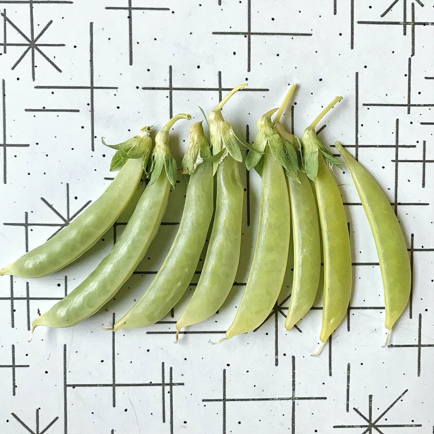 Snap Pea - Opal Creek