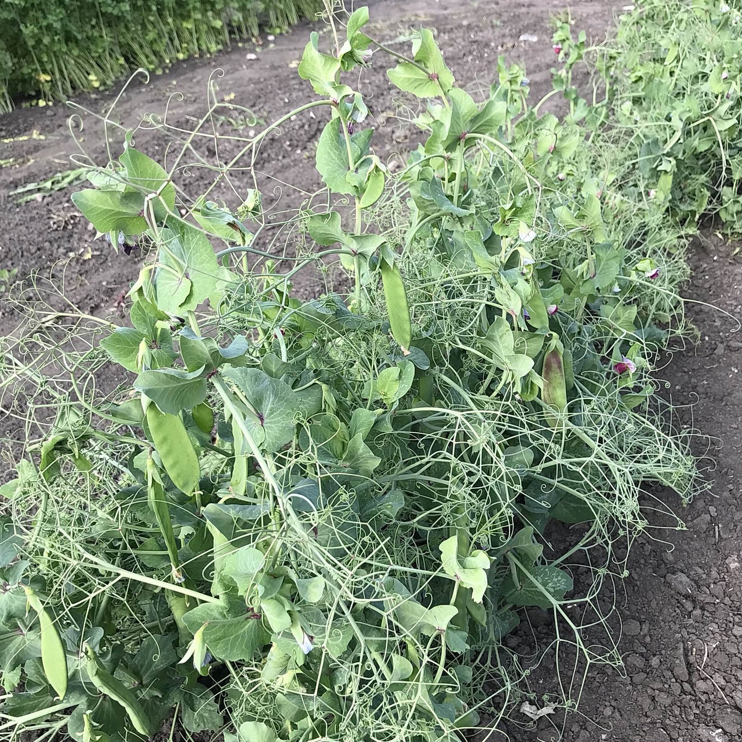 oregon snow pea plants