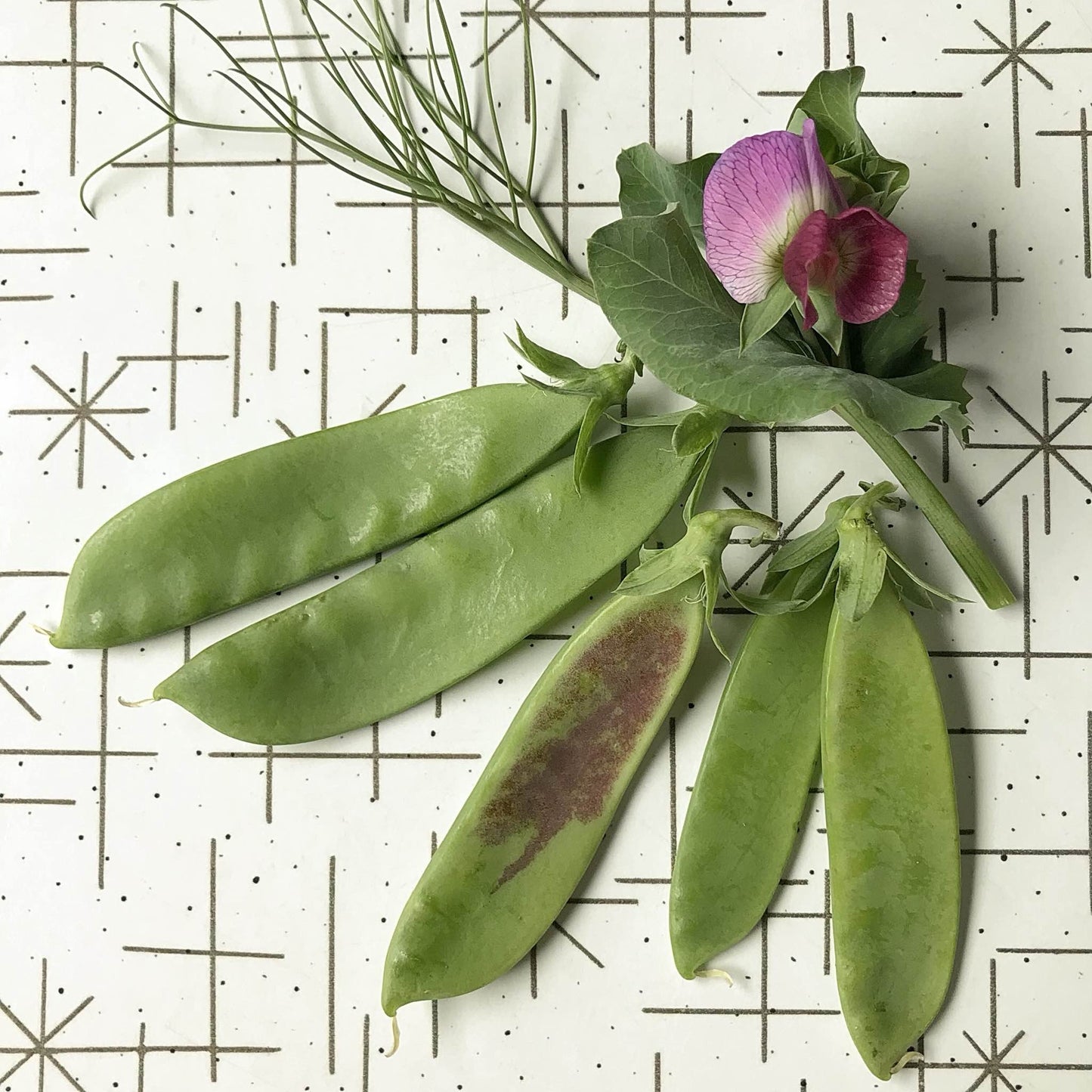 oregon snow pea pods with a pea shoot and a flower