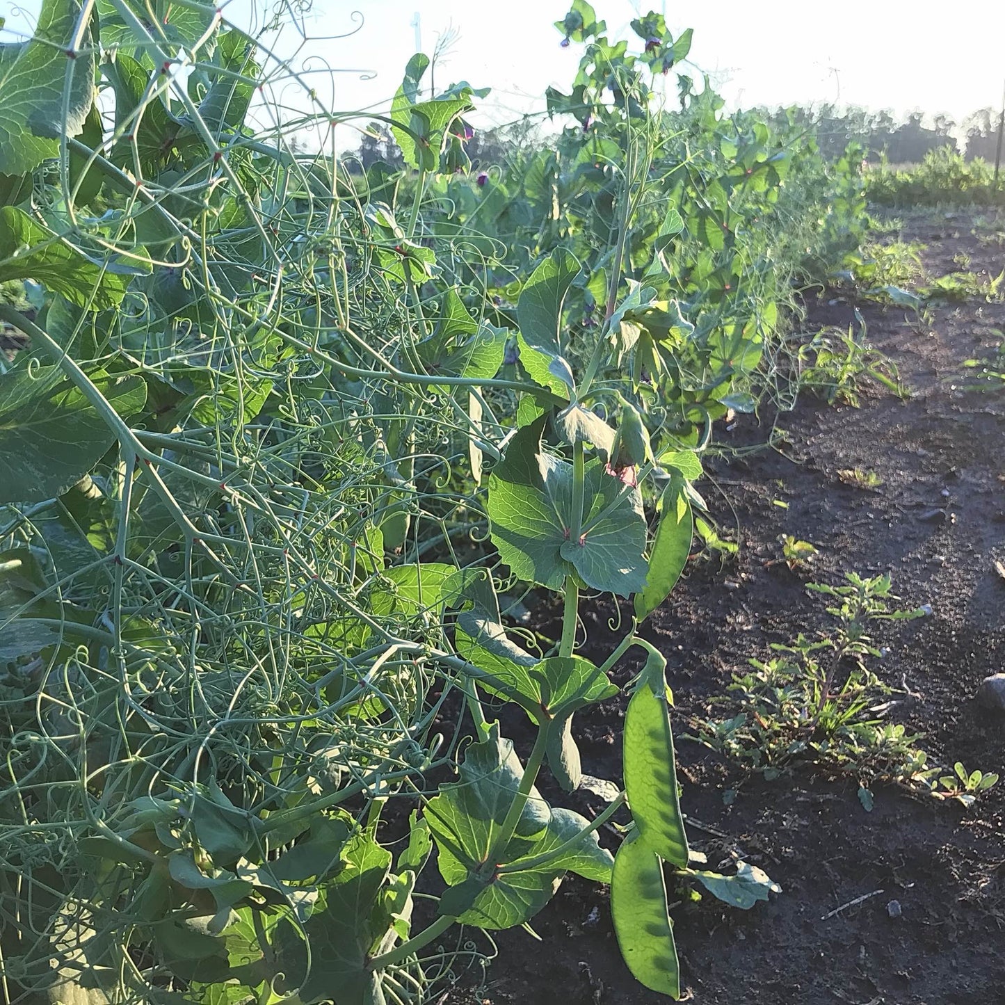 oregon snow pea plants at sunset