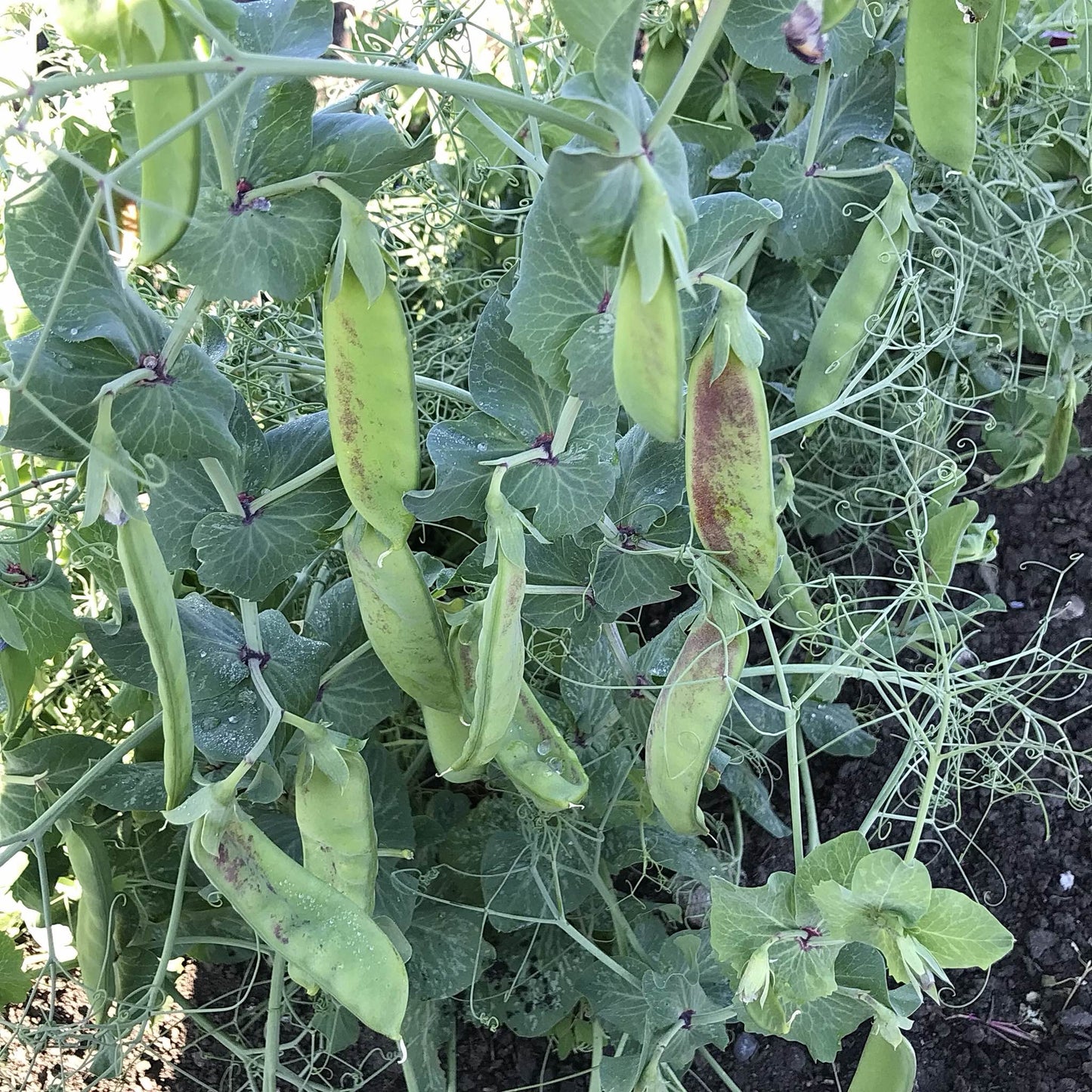 oregon snow pea pods on the vine