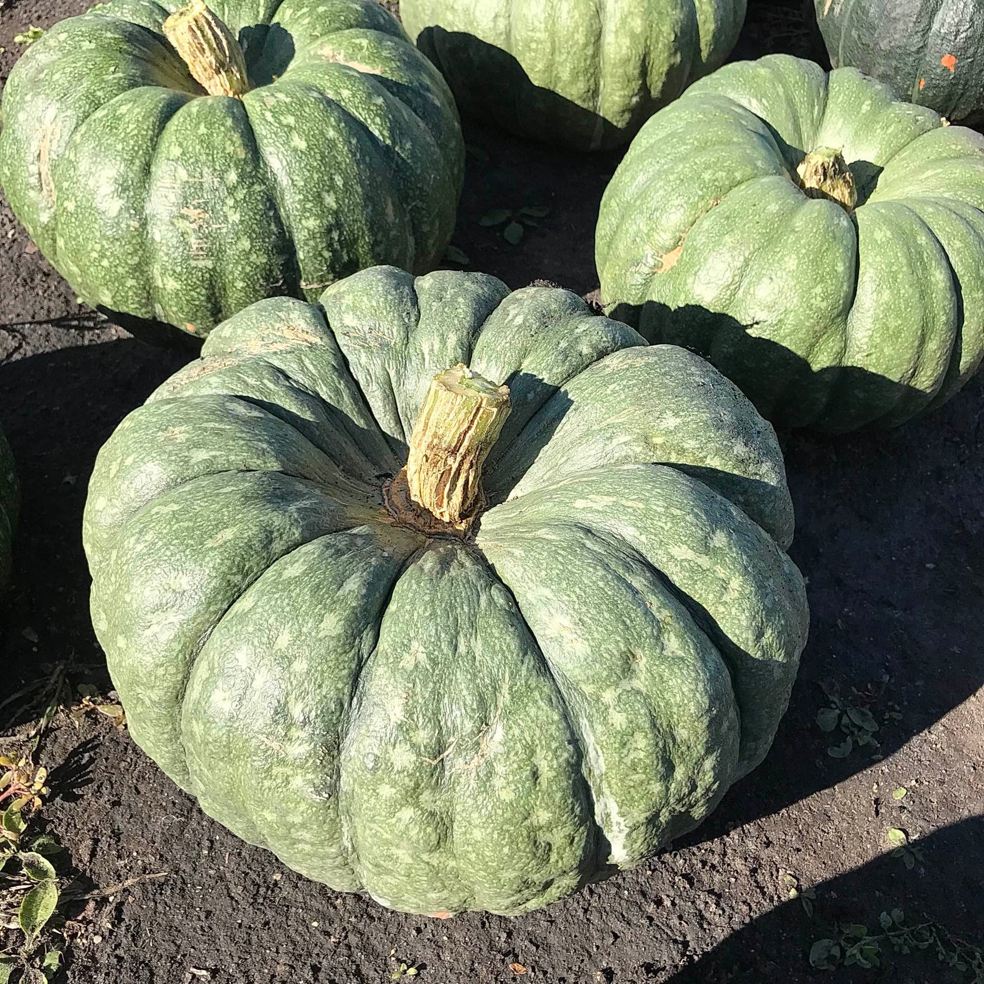 close view of freshly harvested mramornaja squash