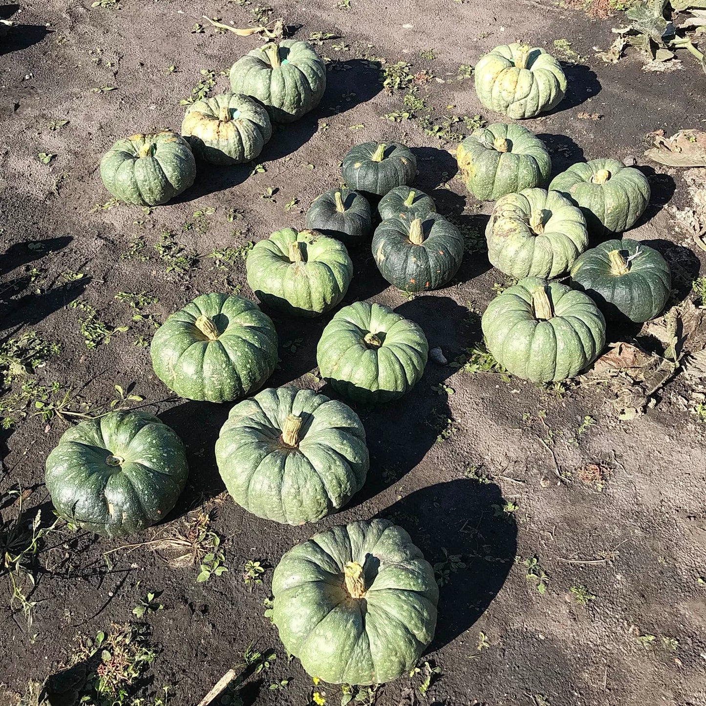 freshly harvested mramornaja squash