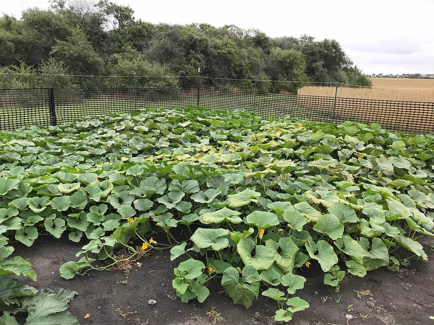 patch of mramornaja squash plants