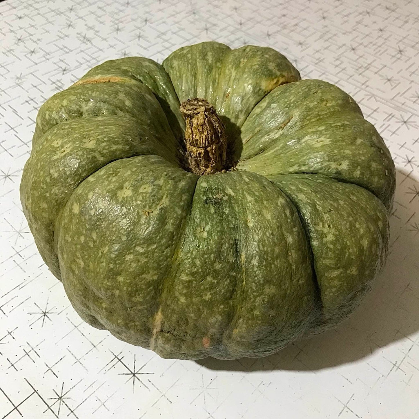 mramornaja squash at perfect ripeness