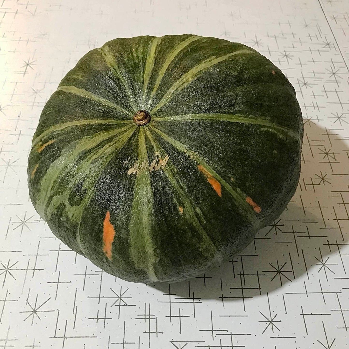 bottom view of a younger mramornaja squash