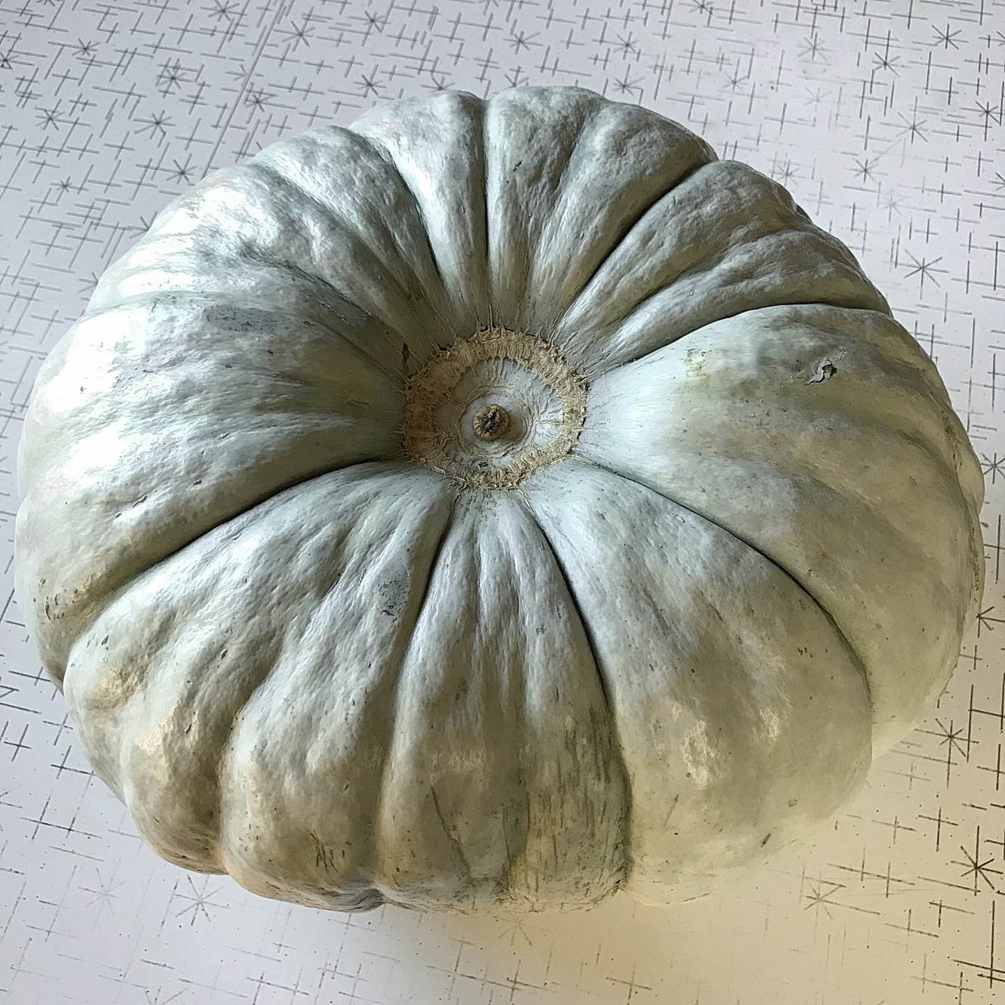 bottom view of a plastunovskaja squash