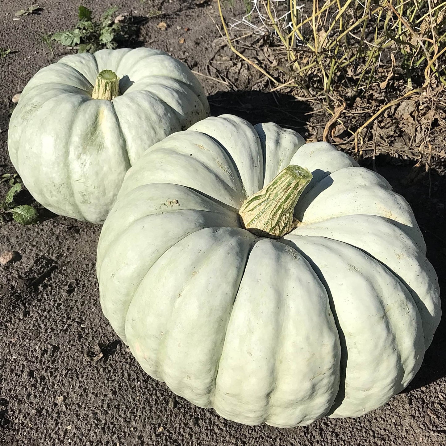 two plastunovskaja squash 