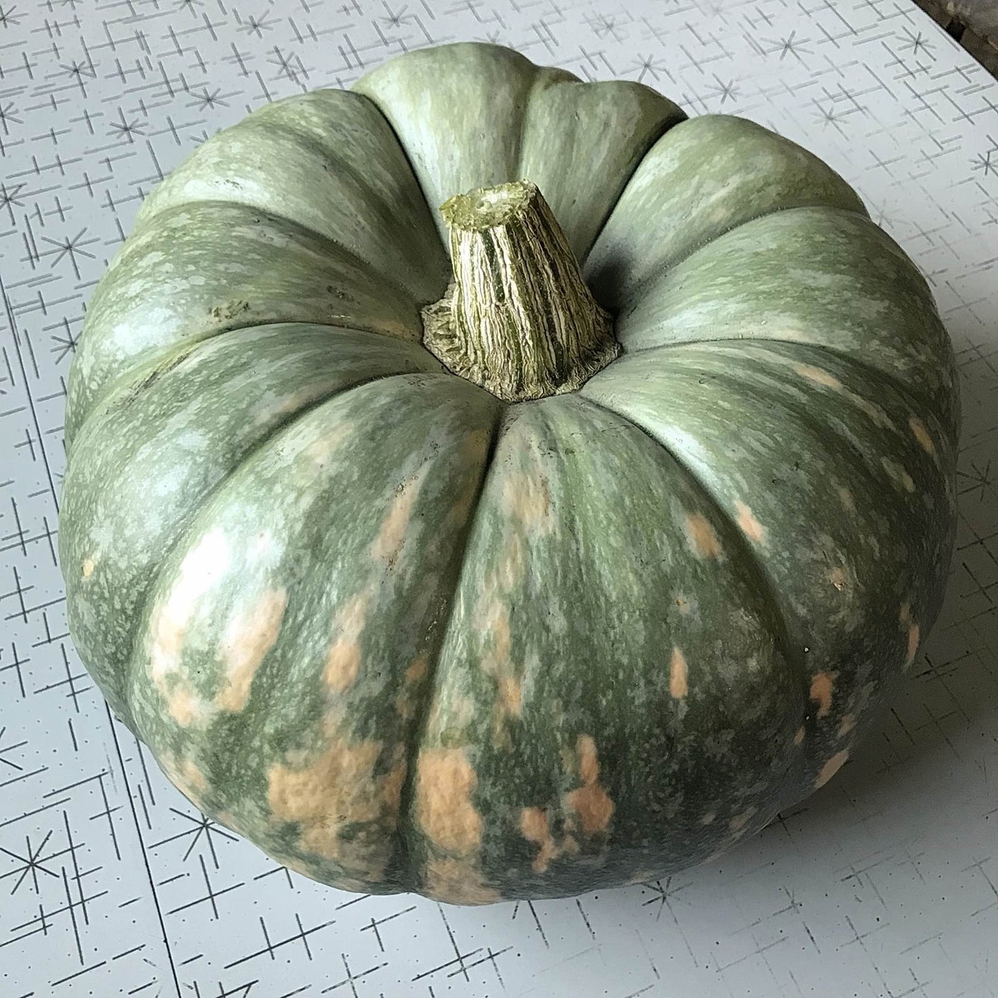 green pastunovskaja squash