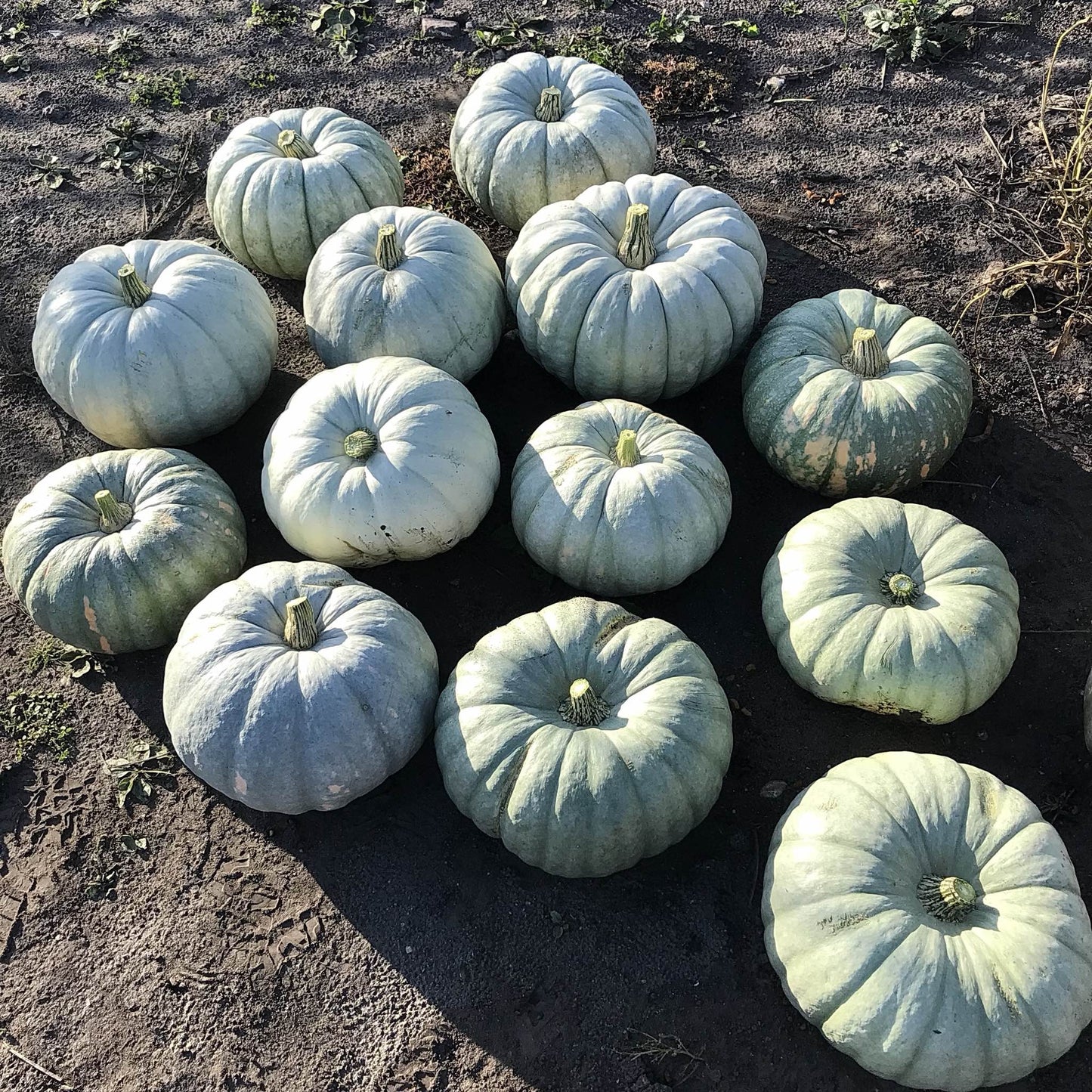 freshly harvested plastunovskaja squash