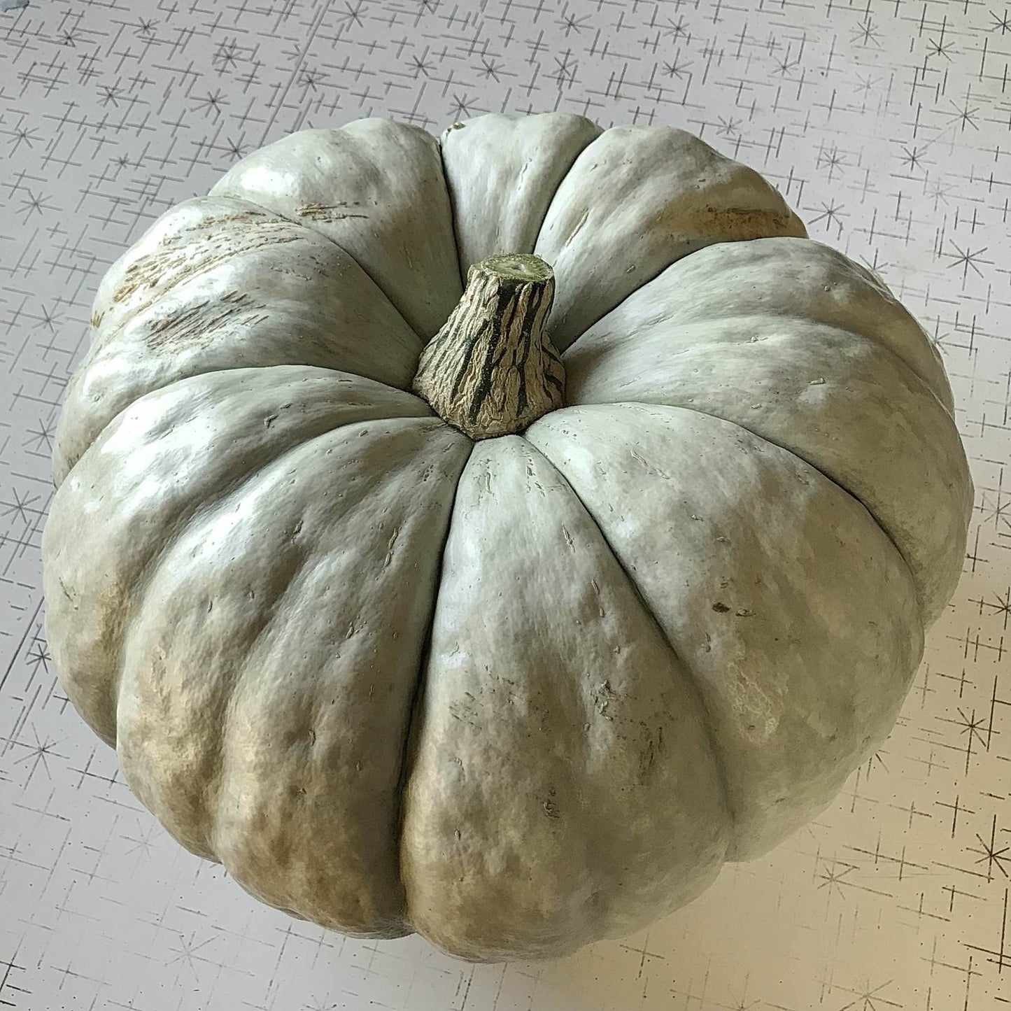 top view of a plastunovskaja squash