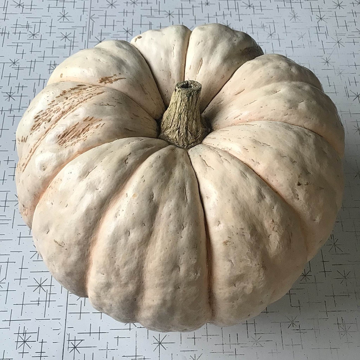 white plastunovskaja squash