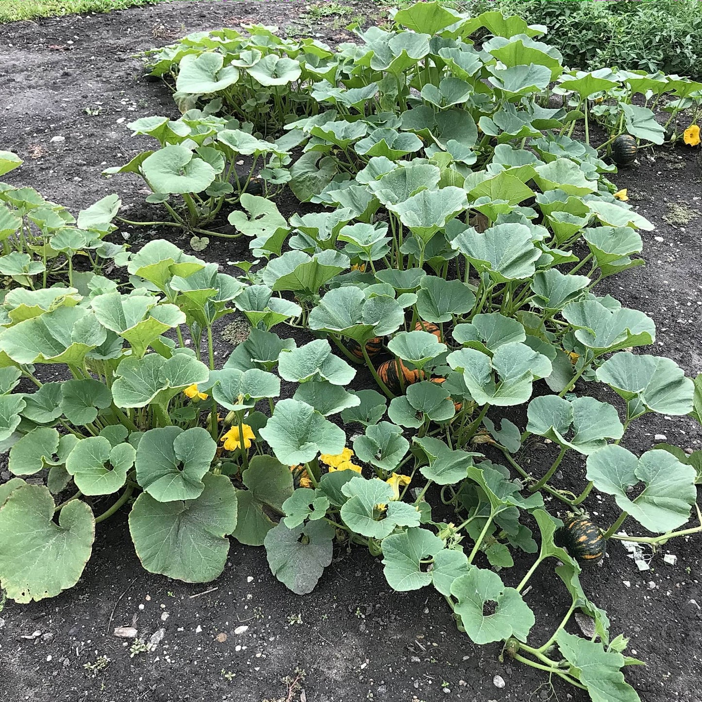 zapallo del tronco squash plants