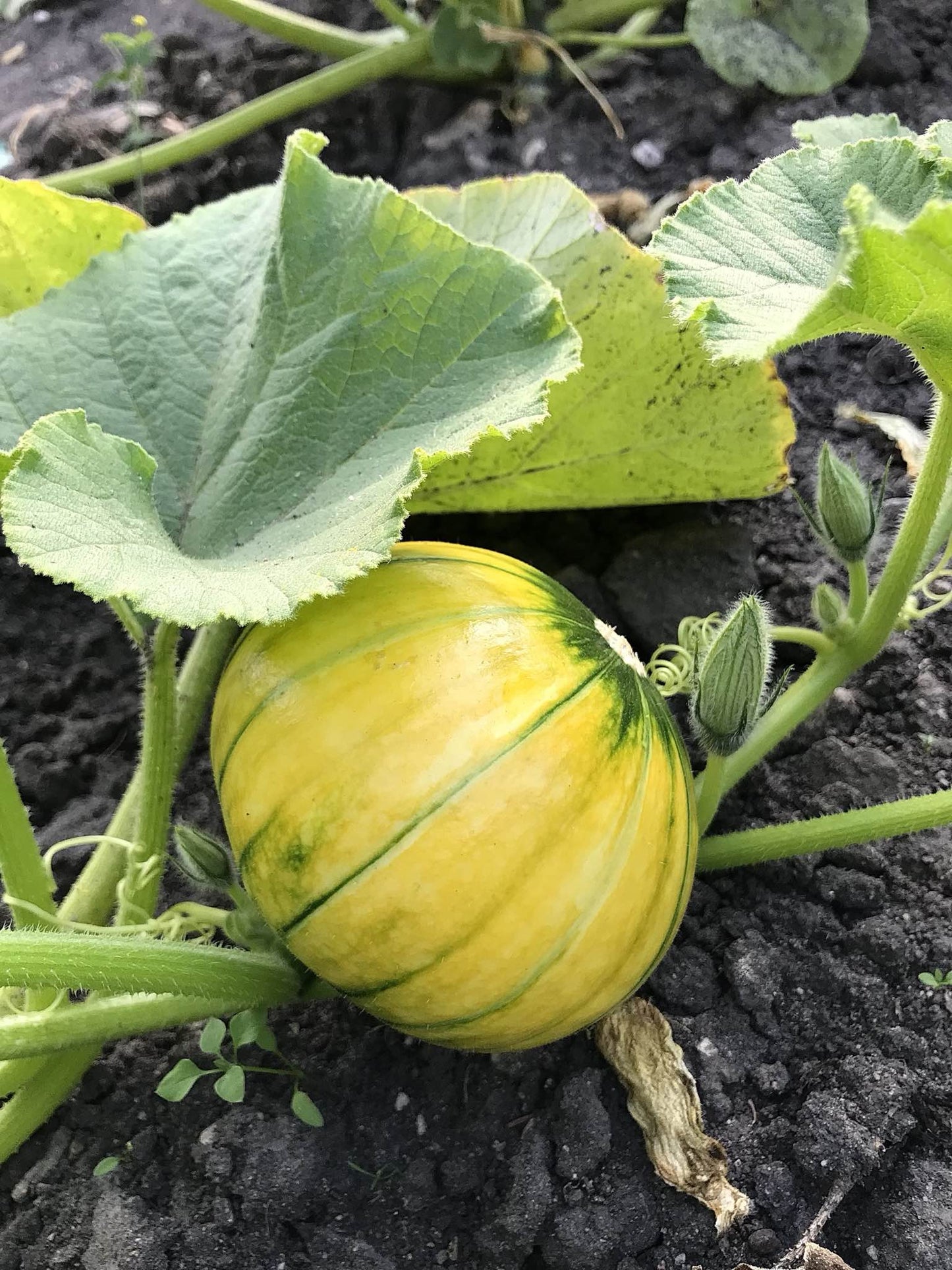 yellow zapallo del tronco squash