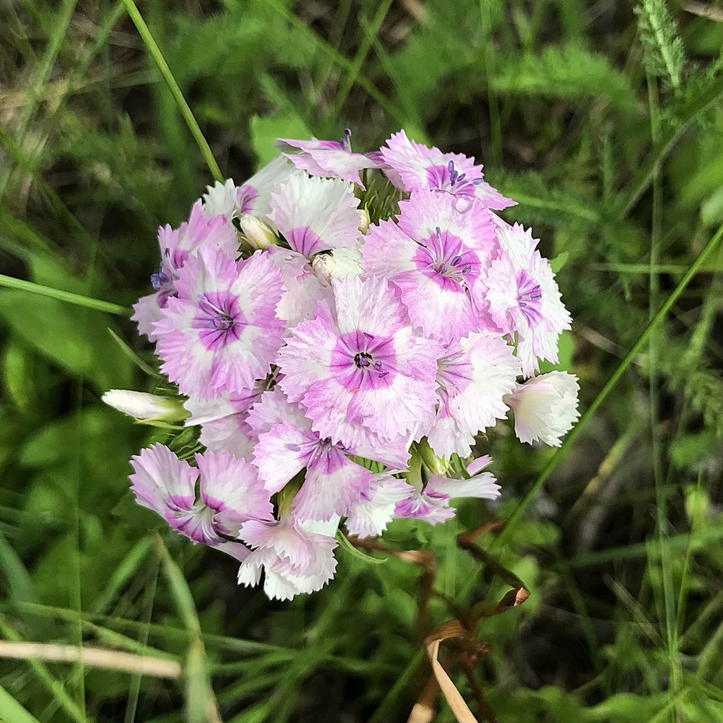 Sweet William - Parkland Mix