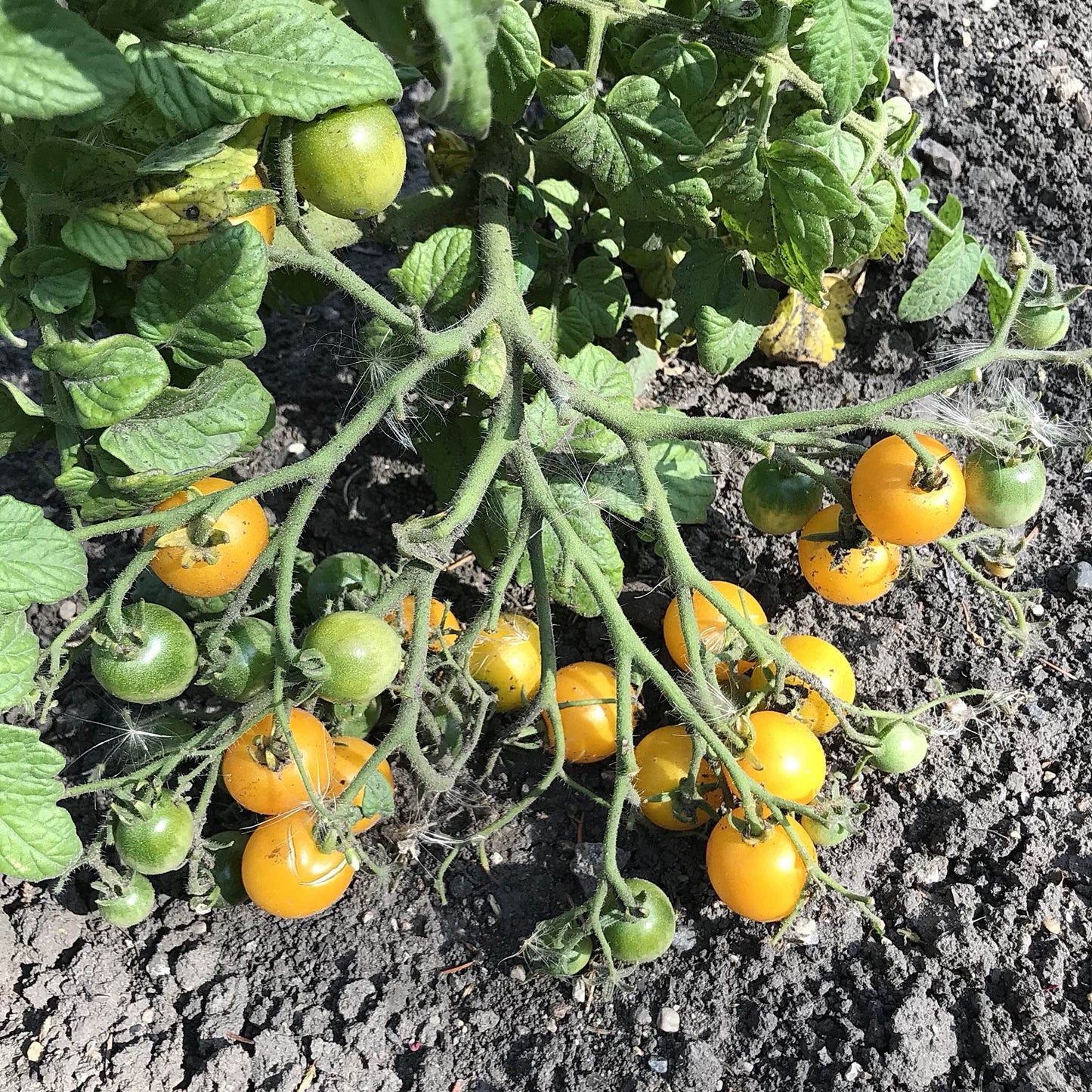 large hypertress of full moon kiss cherry tomatoes