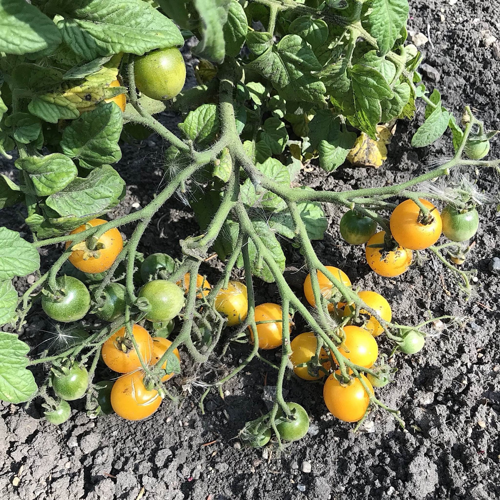 large hypertress of full moon kiss cherry tomatoes