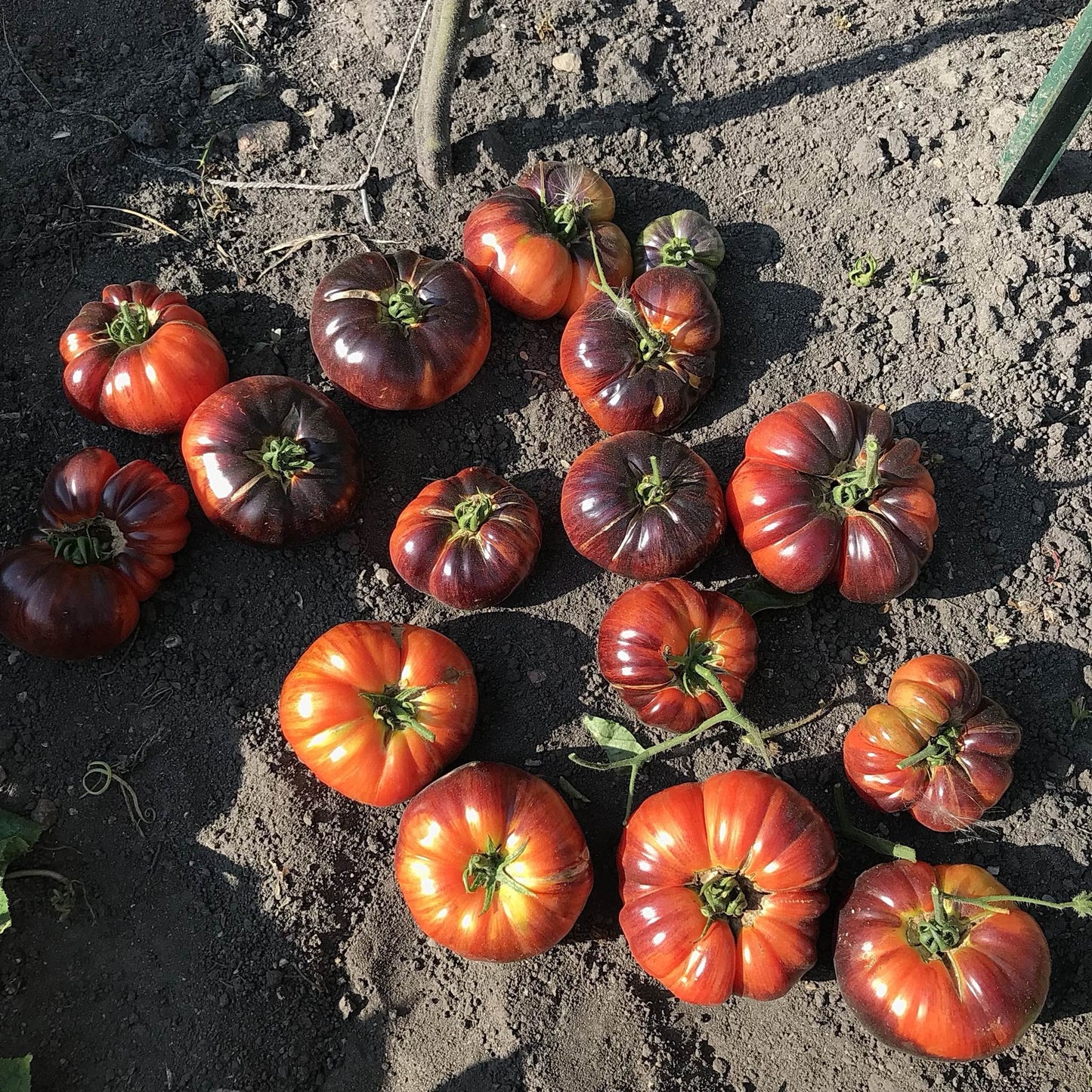 Tomato - Sunfired Flare