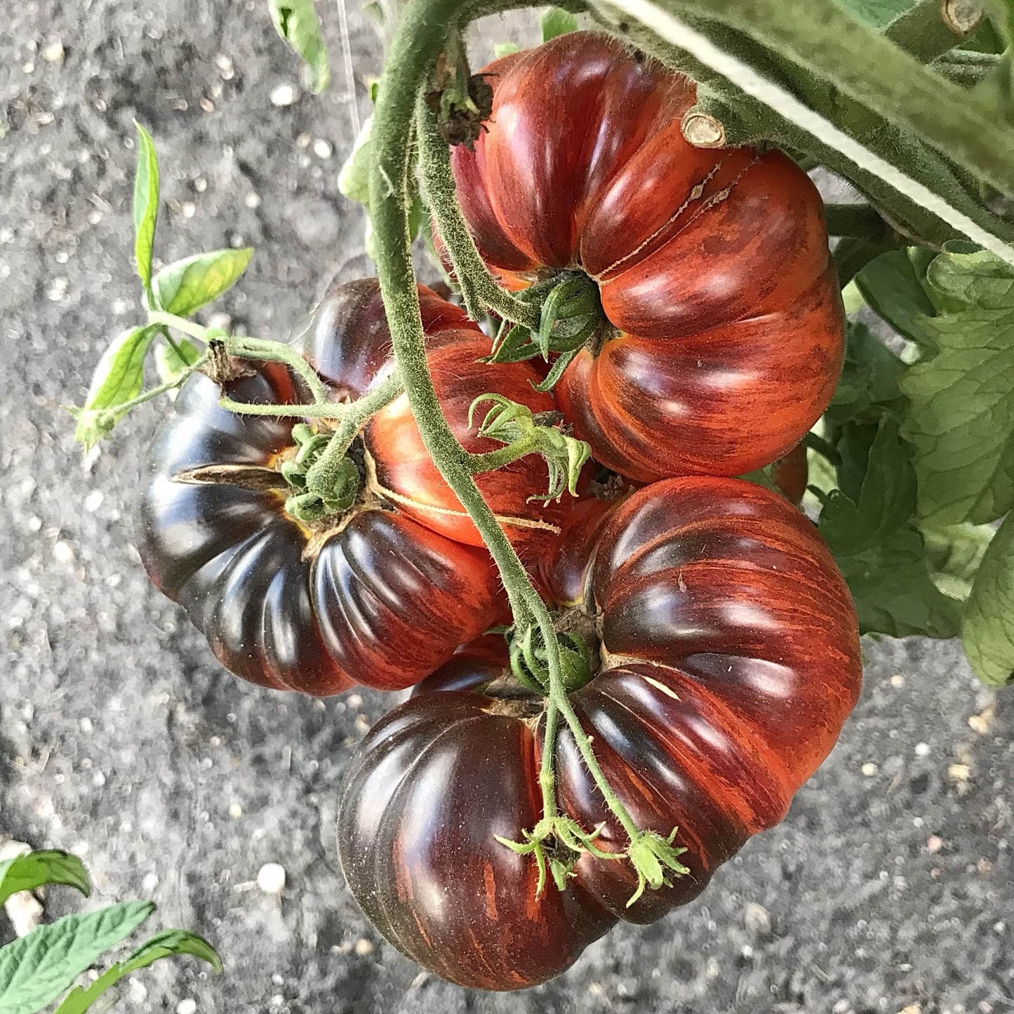 Tomato - Sunfired Flare
