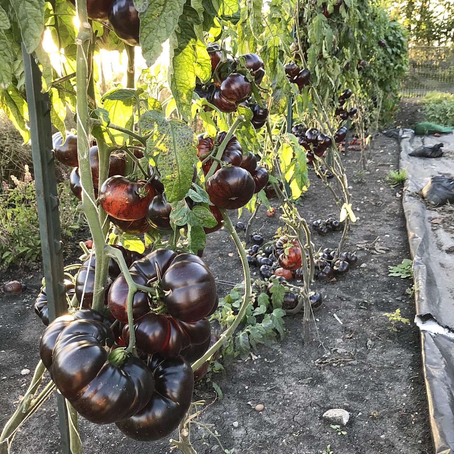 Tomato - Sunfired Flare