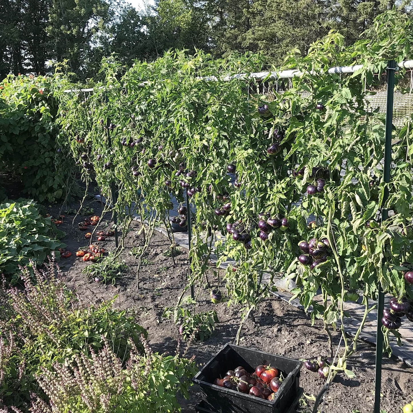 Tomato - Sunfired Flare