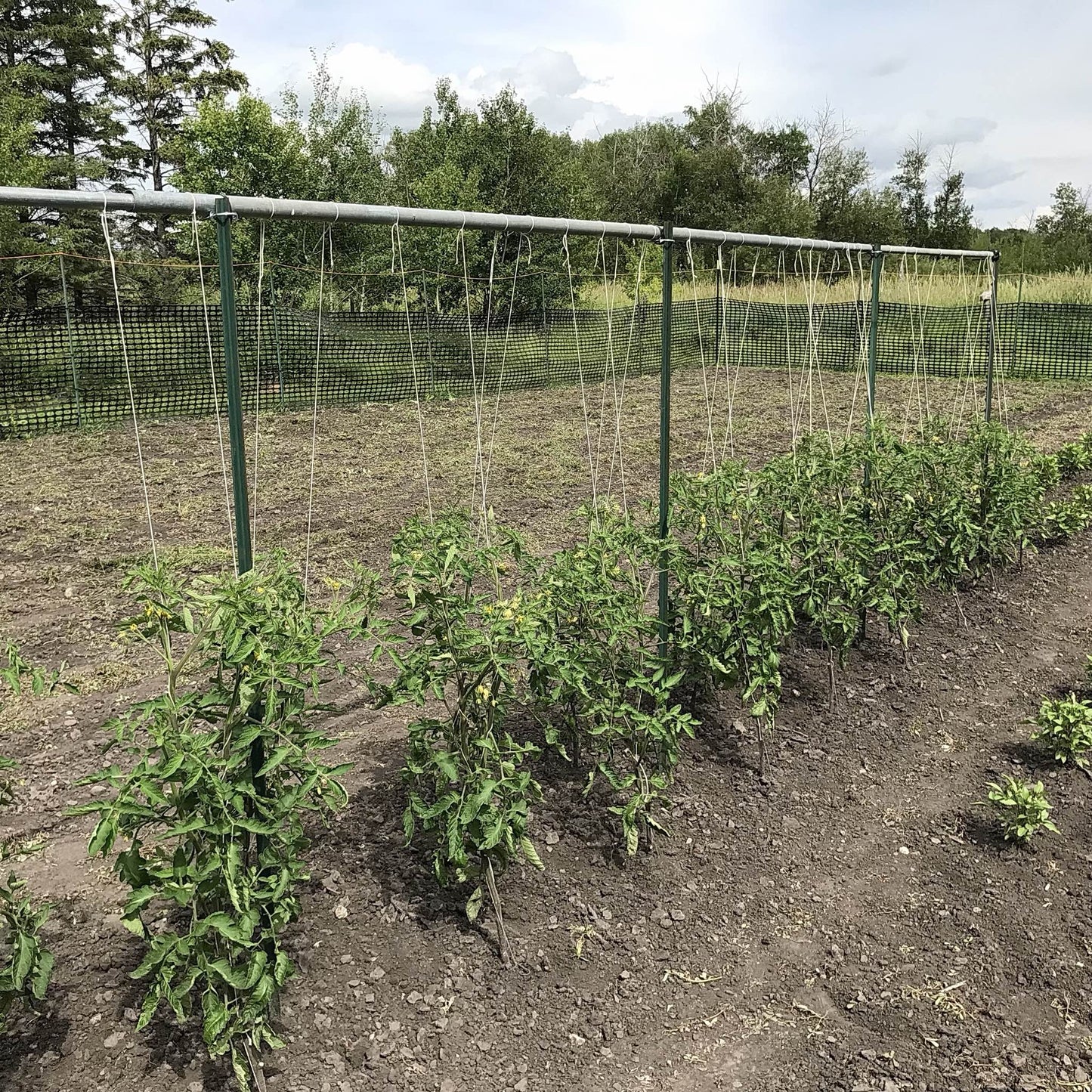 Tomato - Sunfired Flare