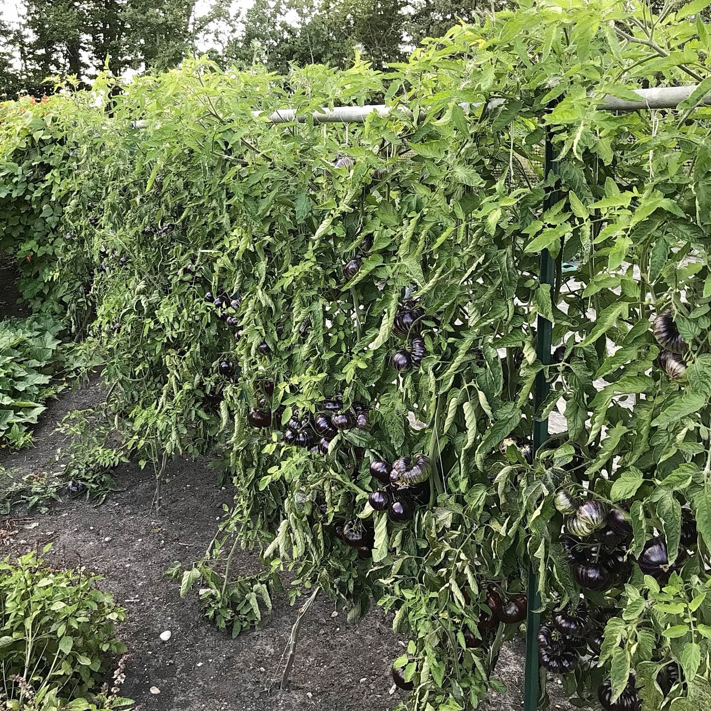 Tomato - Sunfired Flare