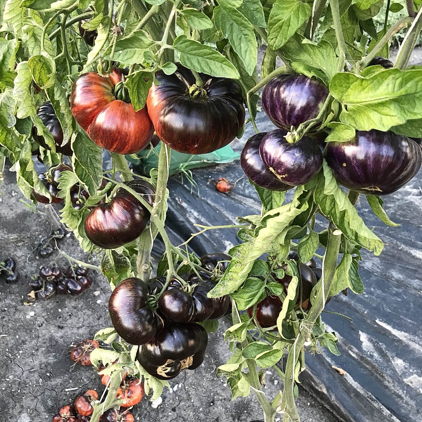 Tomato - Sunfired Flare
