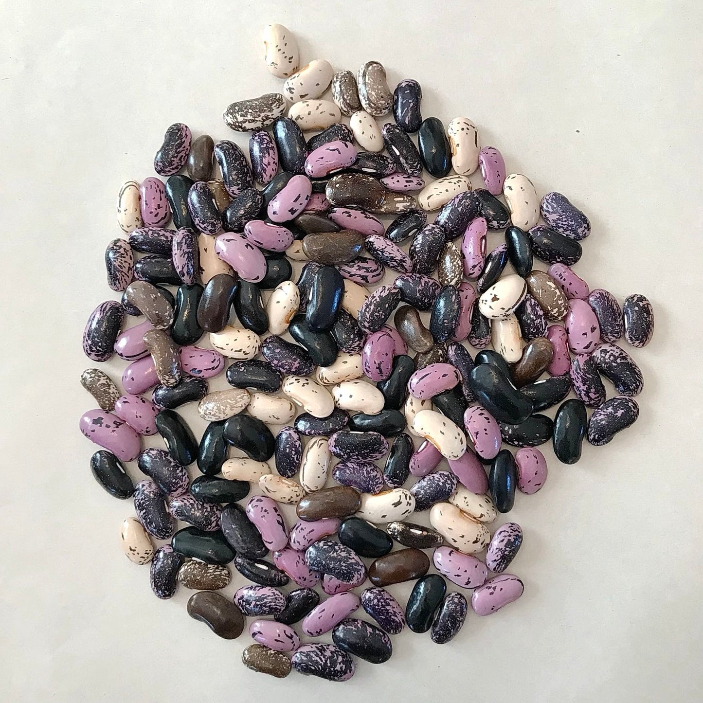 Pile of black, lavender, cream, and brown runner beans in solid colours and speckles.