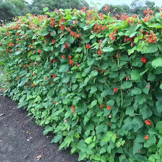Dense stand of blossoming runner bean plants on a trellis.