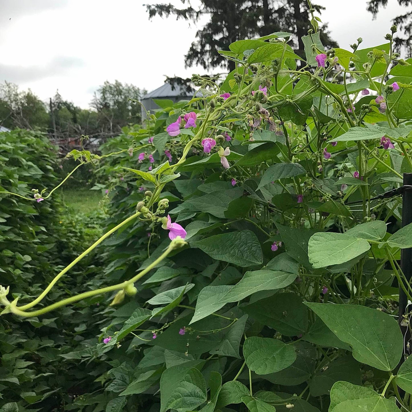 Pink flowers on pole bean plants.