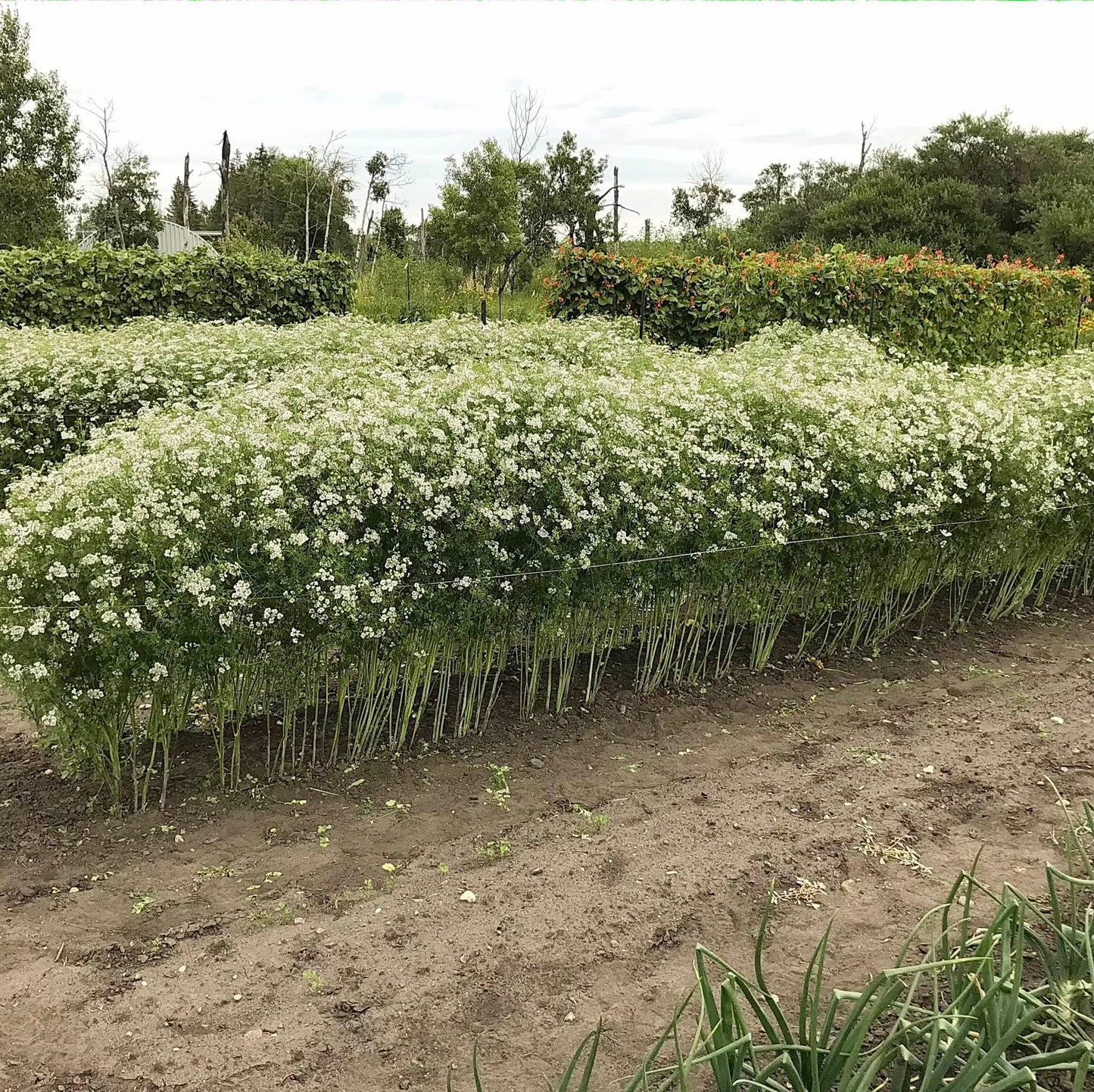 Bed of cilantro plants in full bloom with thousands of umbels of tiny white flowers.