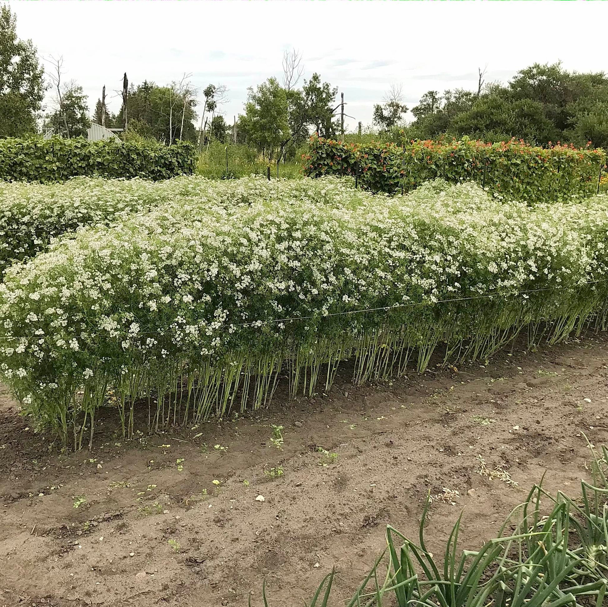 Bed of cilantro plants in full bloom with thousands of umbels of tiny white flowers.