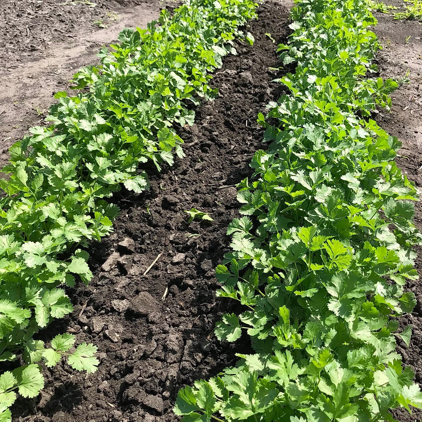 Two rows of young cilantro plants.