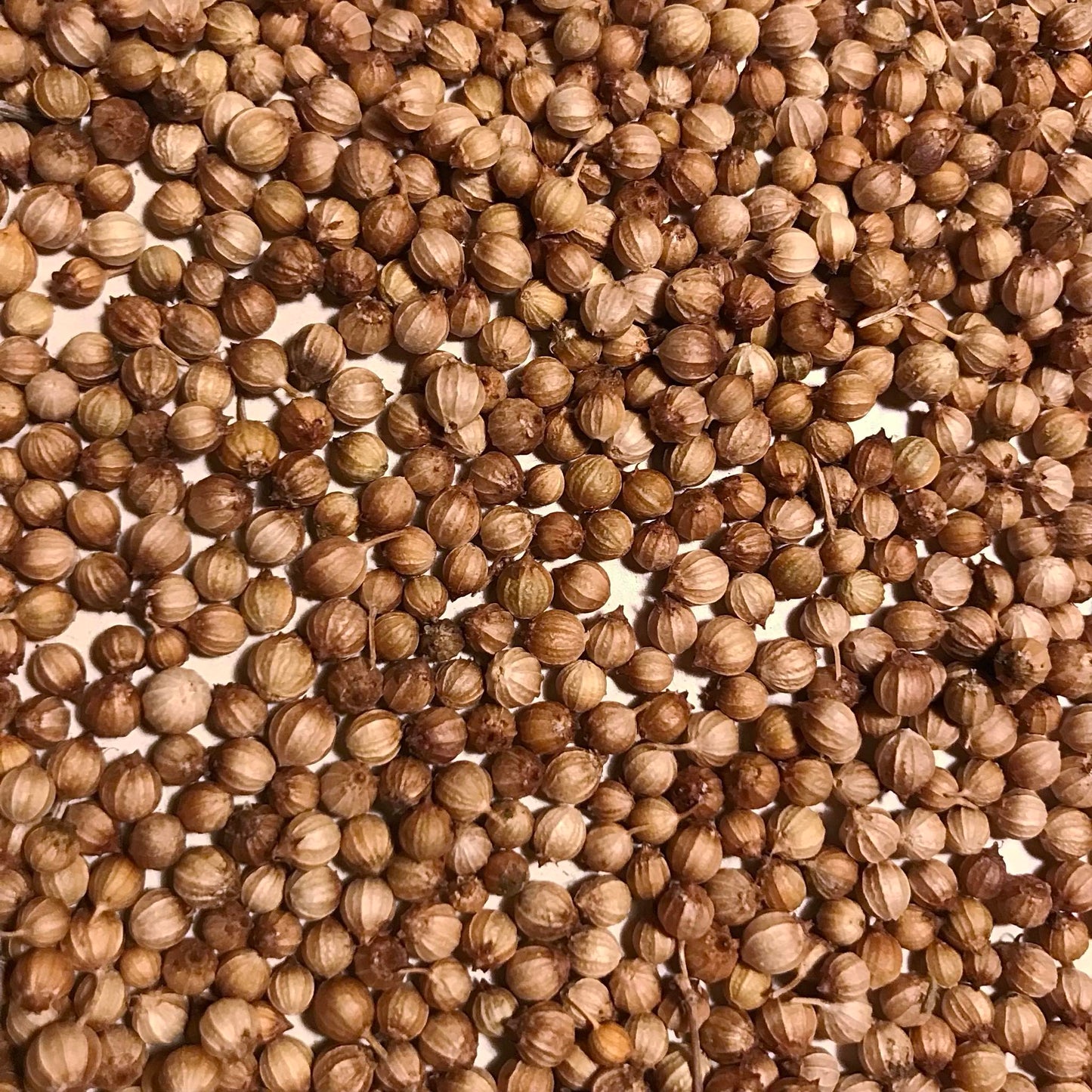 Clean whole cilantro seeds (aka corriander) on a white background.