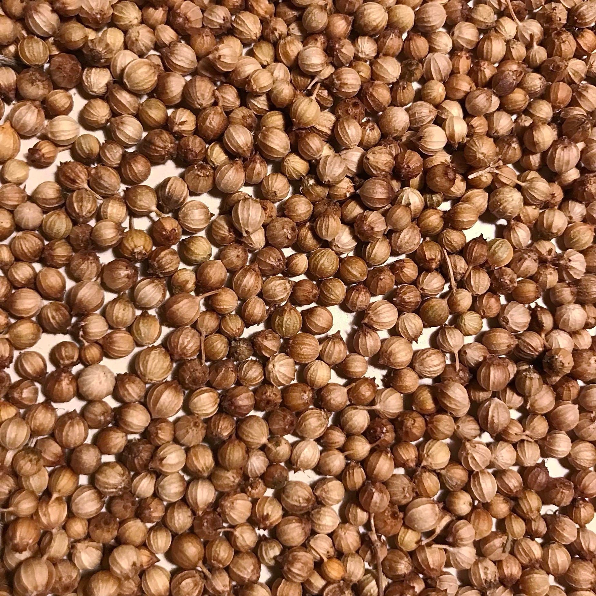 Clean whole cilantro seeds (aka corriander) on a white background.