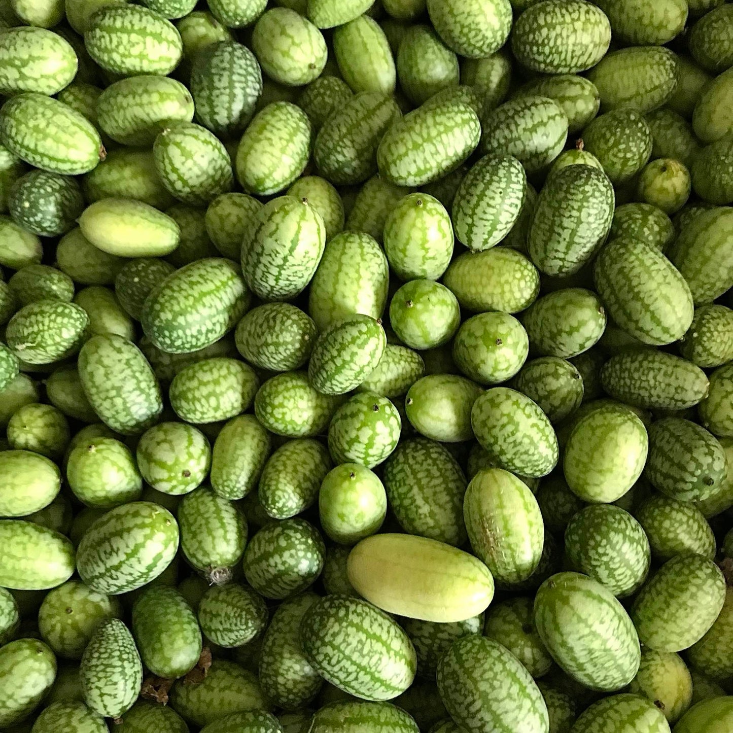 Bucket of cucamelons, aka sandita, mouse melon, or mexican sour gherkin.