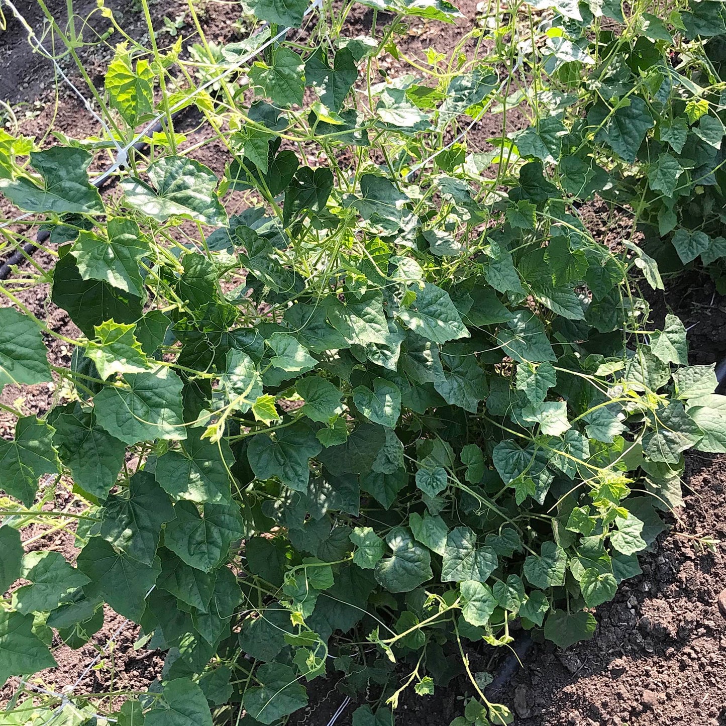 Many sandita plants on a trellis.