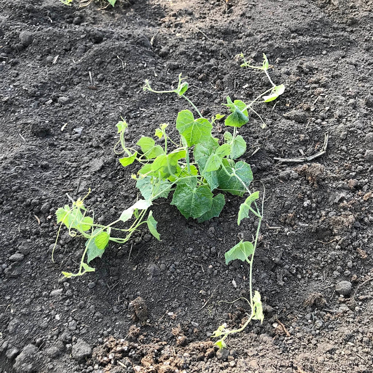 Young cucumelon plant.