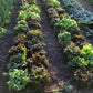 Two beds of loose-head lettuce ready to be harvested.