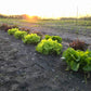 Two glorious rows of lettuce at sunset.